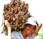 Cinnamon harvesting and processing