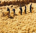 Ben Tre: Models produced only empty coconut and rolled, scrap iron into the