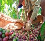 Agro-fisheries exports make inroads into Mexican market
