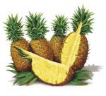 Pineapple
