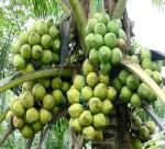 Coconut water from Vietnam
