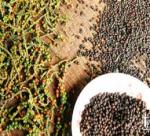 black pepper