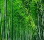 WHY CHOOSE  BAMBOO PRODUCTS?