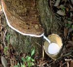 Vietnam’s natural rubber exports in March spiked 63% from February to 50,457 mt