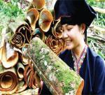 Cinnamon in Yen Bai: Potential and economic value