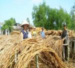 Status of Vietnam bamboo and rattan industry