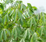 Cassava leaf exports