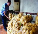 FUN FOR GINGER GROWERS IN QISHAN