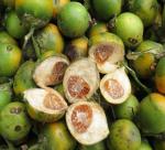 Areca nuts and unexpected uses