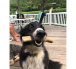 Coffee Wood Dog Chew: INSTANT gratification for your Mental Health Companion