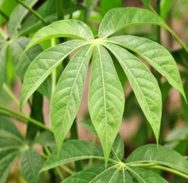 Fresh cassava leaf
