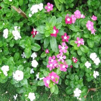 CATHARANTHUS ROSEUS TRUNKS AND LEAVES